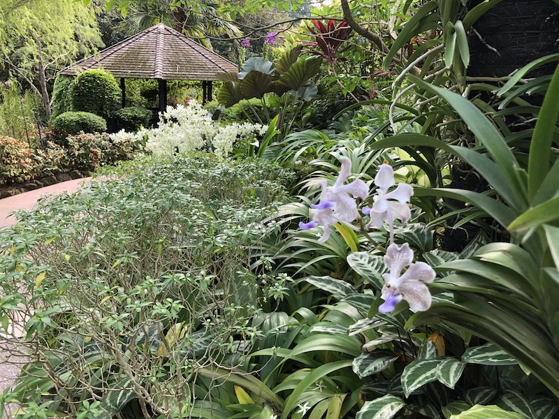 Paseos Jardín botánico Singapur