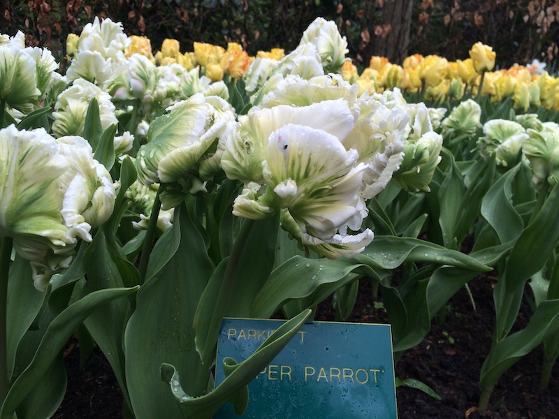 Jardín de flores efímero