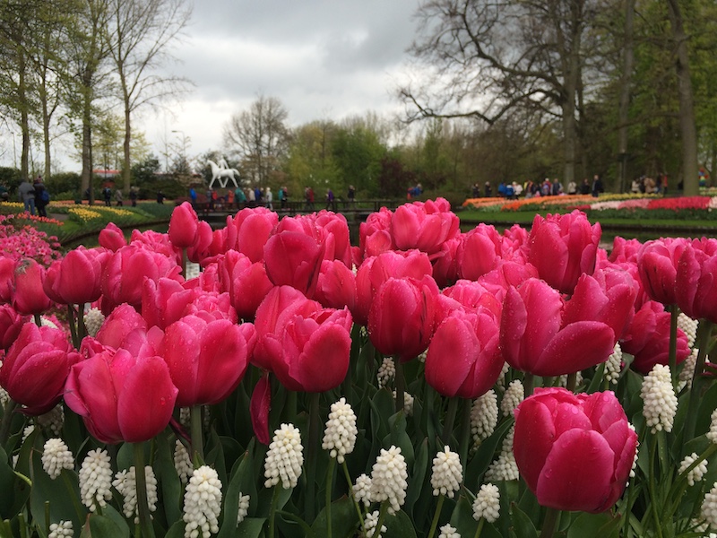 Jardín de flores efímero