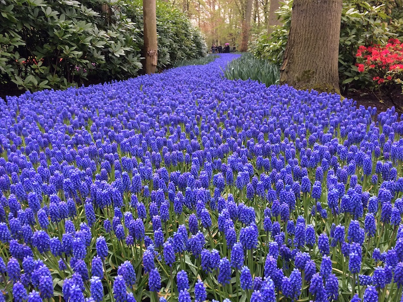 Bulbos Keukenhof