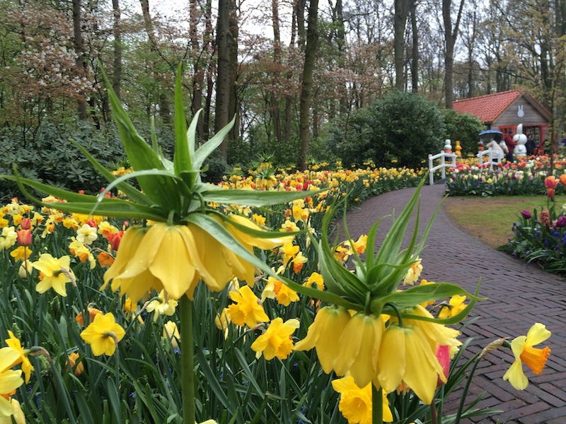 Bulbos jardín de flores efímero