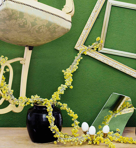 helichrysum o siempreviva