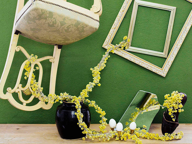 helichrysum o siempreviva